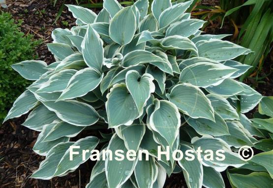 Hosta El Nino